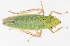 Draeculacephala balli