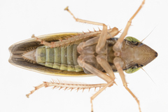 Draeculacephala balli