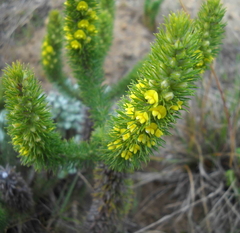 Aspalathus alopecurus