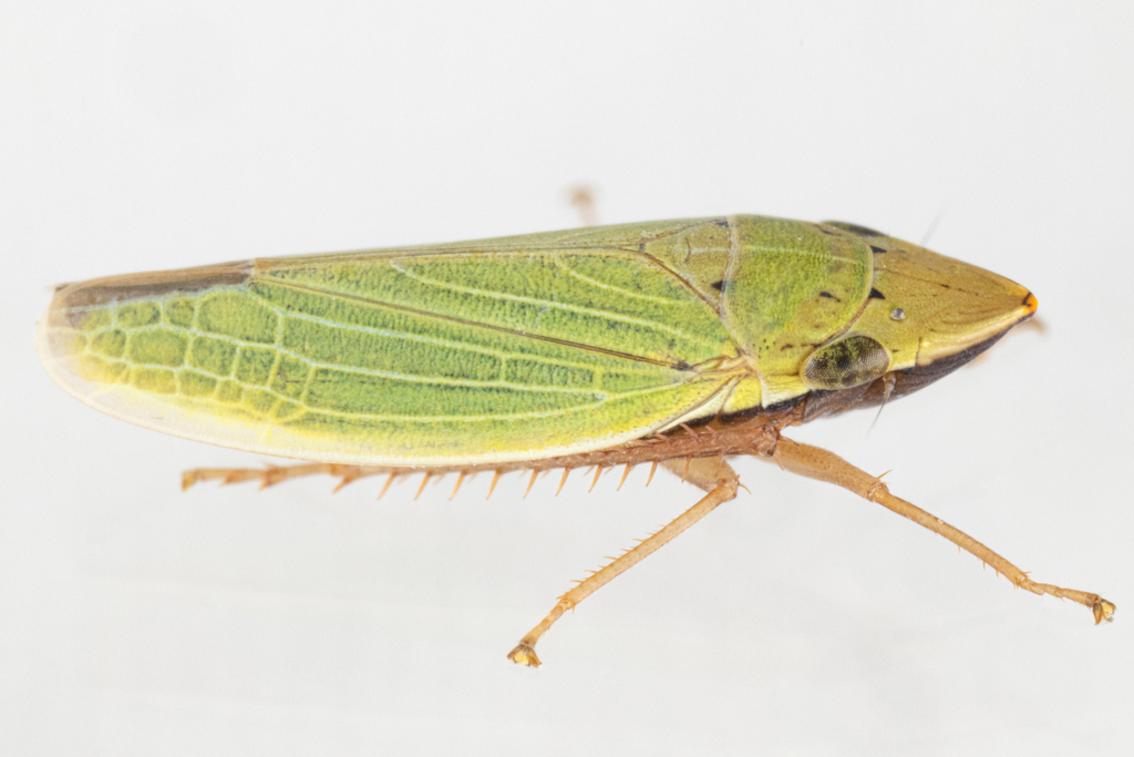 Draeculacephala balli