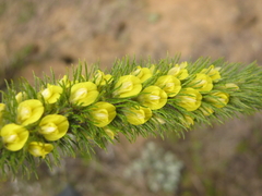 Aspalathus alopecurus