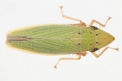 Draeculacephala balli