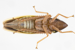 Draeculacephala balli