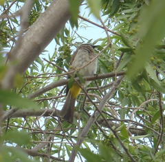 Pycnonotus barbatus layardi