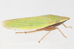 Draeculacephala antica