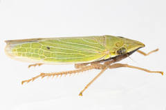 Draeculacephala antica