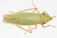 Draeculacephala antica