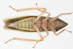 Draeculacephala antica