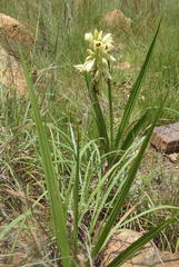 Eulophia welwitschii