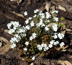 Drosera stolonifera