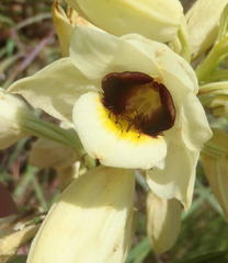 Eulophia welwitschii