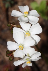 Drosera stolonifera