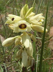 Eulophia welwitschii