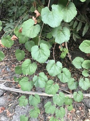 Vitis californica