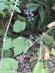Vitis californica