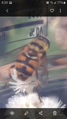 Myathropa