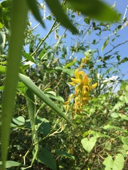 Crotalaria micans