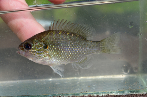 Northern Sunfish