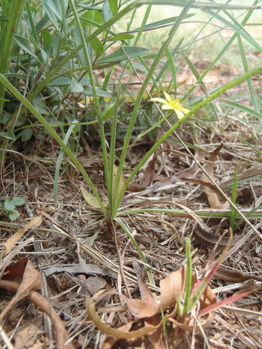 Grass star-flower (Hypoxis filiformis)