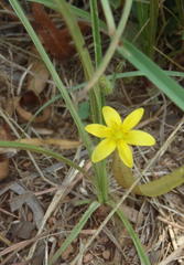 Hypoxis filiformis