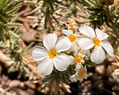 Leptosiphon nuttallii