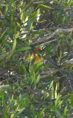 Platycercus eximius x adscitus