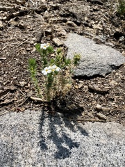 Leptosiphon nuttallii