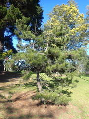 Pinus henryi