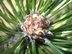 Pinus henryi