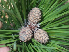 Pinus henryi