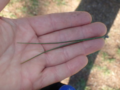 Pinus henryi