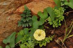 Ipomoea obscura obscura