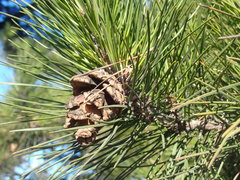 Pinus henryi