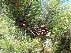 Pinus henryi