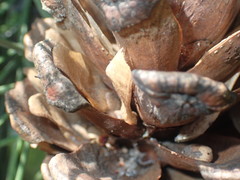 Pinus henryi