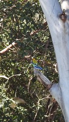 Platycercus eximius x adscitus
