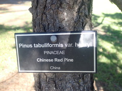 Pinus henryi