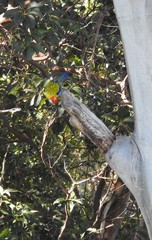 Platycercus eximius x adscitus