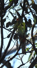 Platycercus eximius x adscitus