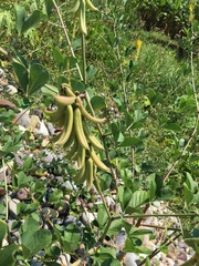 Crotalaria micans