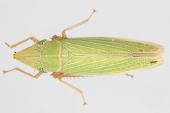 Draeculacephala antica