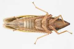 Draeculacephala antica