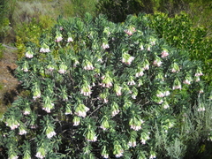 Lobostemon belliformis