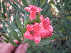 Lobostemon belliformis