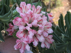 Lobostemon belliformis