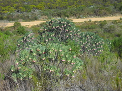 Lobostemon belliformis