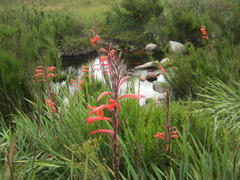 Watsonia angusta