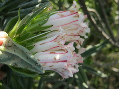 Lobostemon belliformis