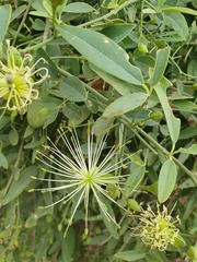 Maerua juncea