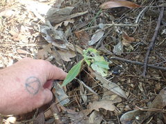 Euphorbia mellifera